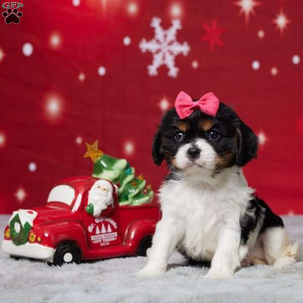 Amber, Cavalier King Charles Spaniel Puppy